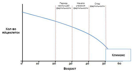 Фото: Количество яйцеклеток и возраст