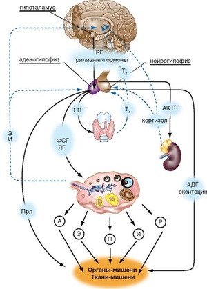 Фото: Причины дисфункции яичников